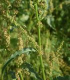 View full-size image genus Rumex
