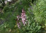 View full-size image Dictamnus caucasicus