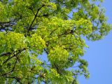 Acer platanoides. Ветви с соцветиями и распустившимися листьями. Киев, Южная Борщаговка. 28 апреля 2011 г.