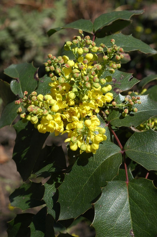 Image of Mahonia aquifolium specimen.