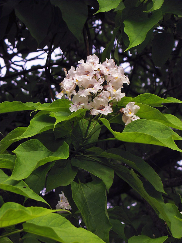 Image of Catalpa bignonioides specimen.