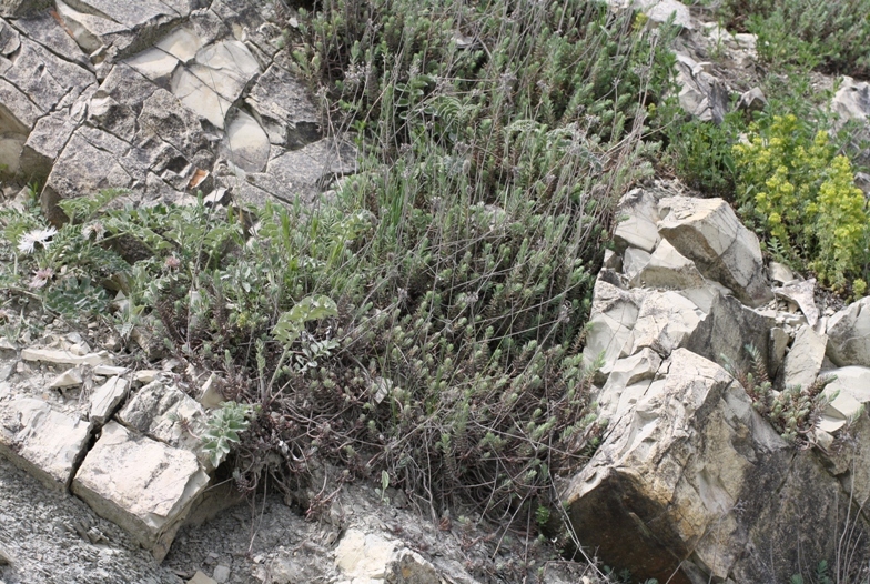 Image of Sedum reflexum specimen.