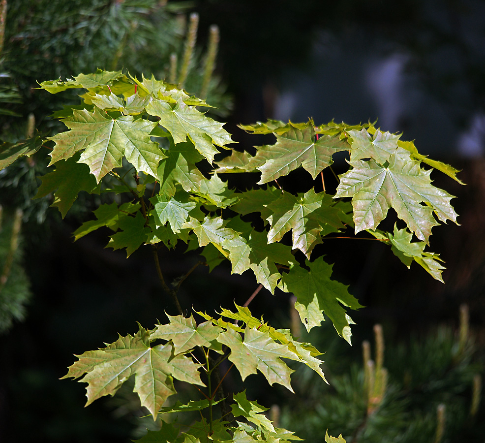 Image of Acer platanoides specimen.