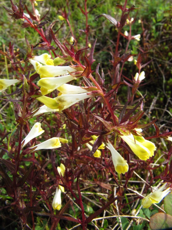 Image of Melampyrum pratense specimen.