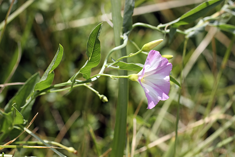 Изображение особи Convolvulus arvensis.