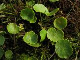 Hydrocotyle vulgaris