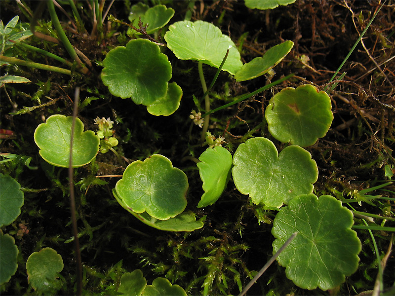 Изображение особи Hydrocotyle vulgaris.