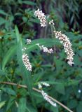 Persicaria maculosa. Верхушка побега с соцветиями. Ростовская обл., дельта Дона, хутор Узяк, на берегу протоки. 28.08.2011.