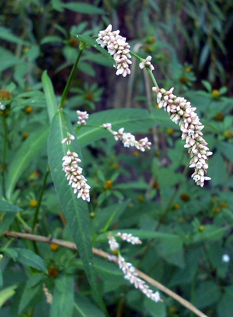 Image of Persicaria maculosa specimen.