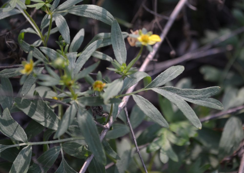 Изображение особи Potentilla bifurca.