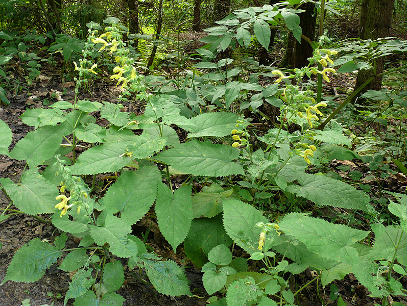 Image of Salvia glutinosa specimen.