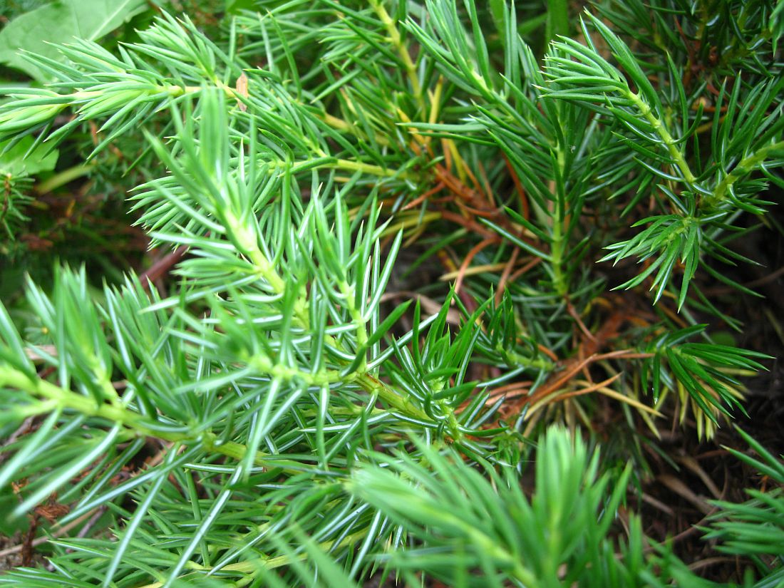 Изображение особи Juniperus conferta.