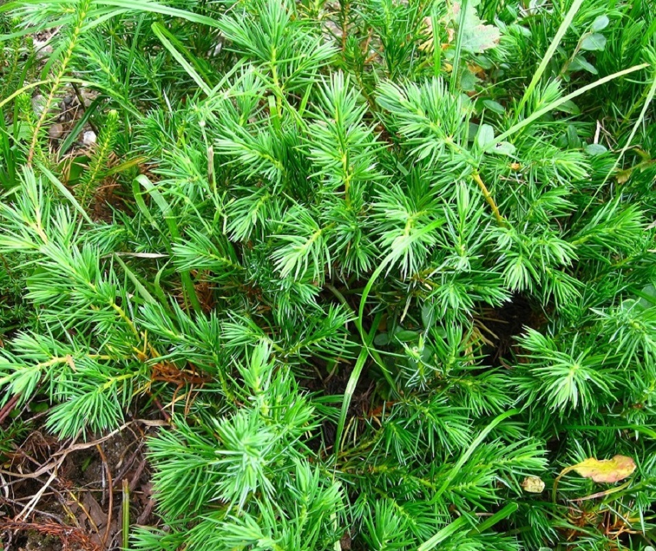 Изображение особи Juniperus conferta.