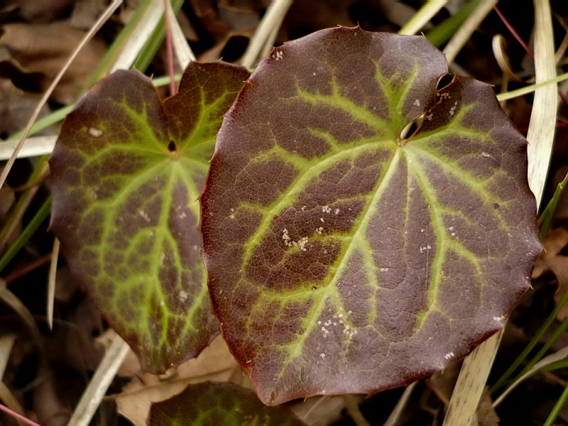 Image of Epimedium colchicum specimen.