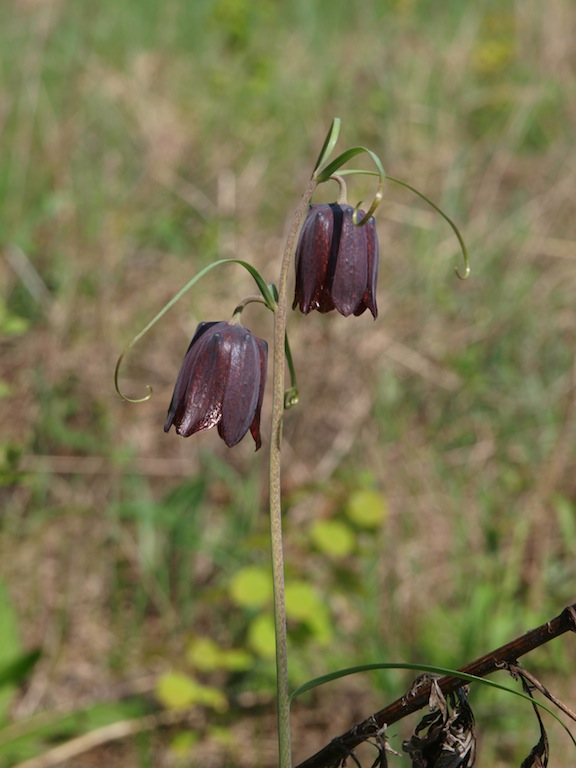 Изображение особи Fritillaria ruthenica.