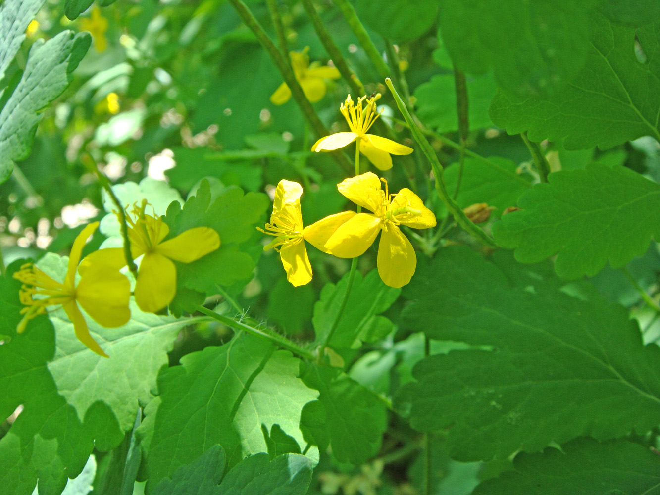 Image of Chelidonium majus specimen.