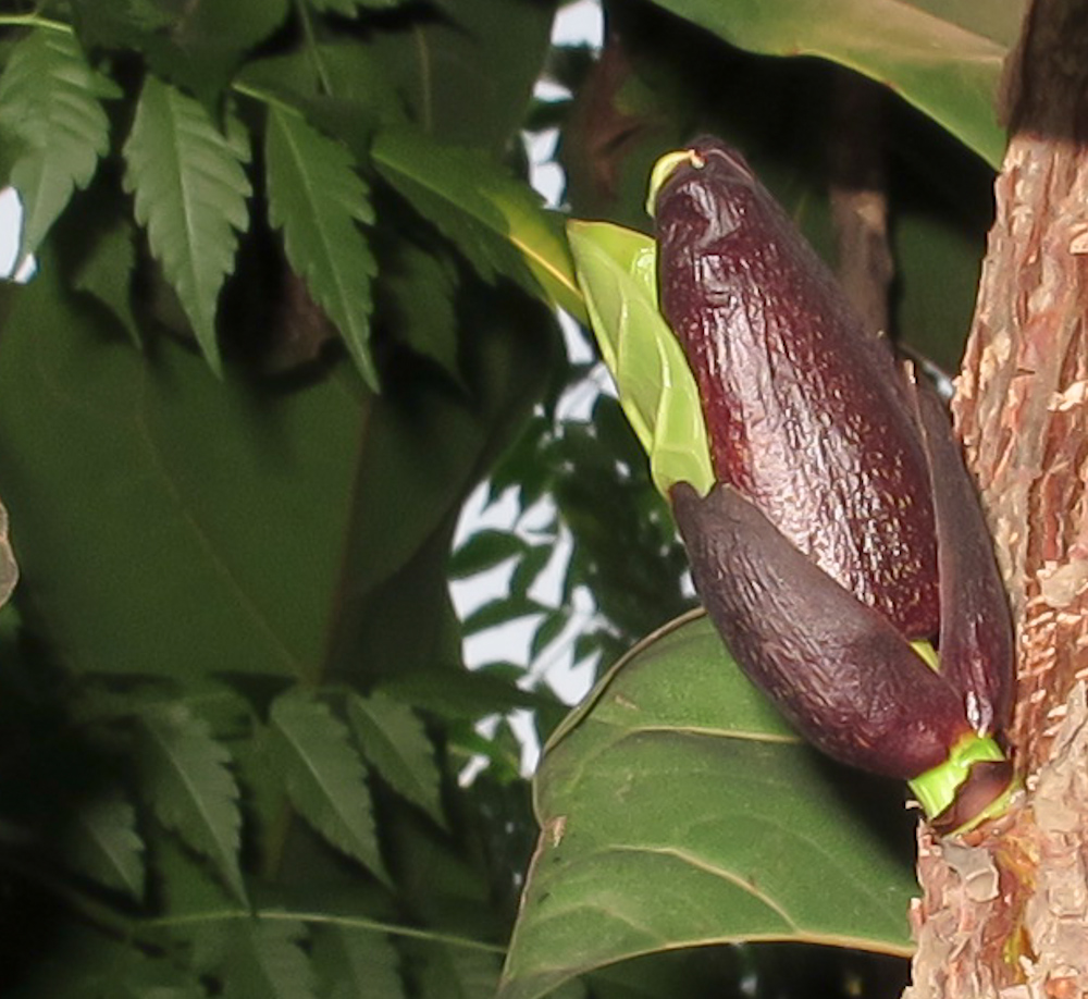 Image of Ficus lyrata specimen.