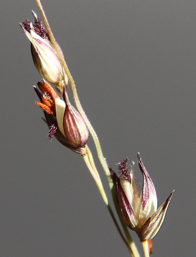 Изображение особи Panicum virgatum.