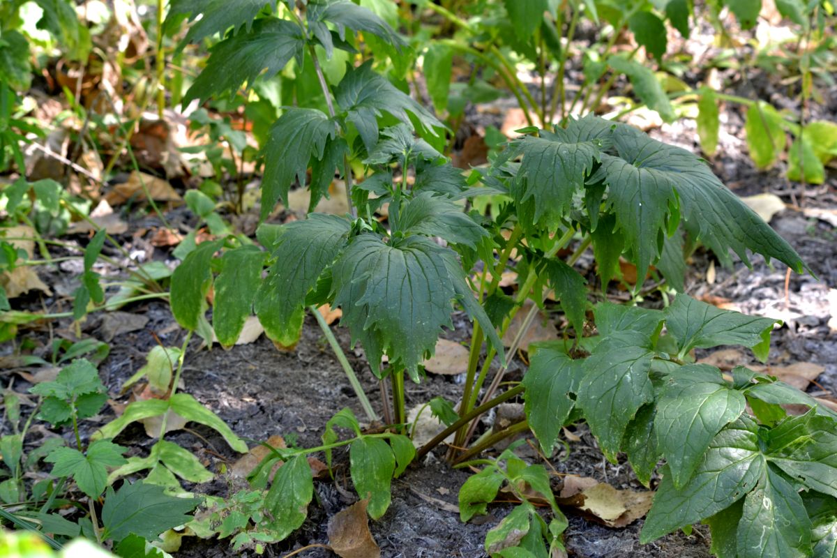 Image of Valeriana wolgensis specimen.