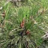 Pinus pinea