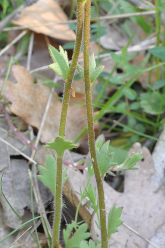 Изображение особи Saxifraga carpetana ssp. graeca.