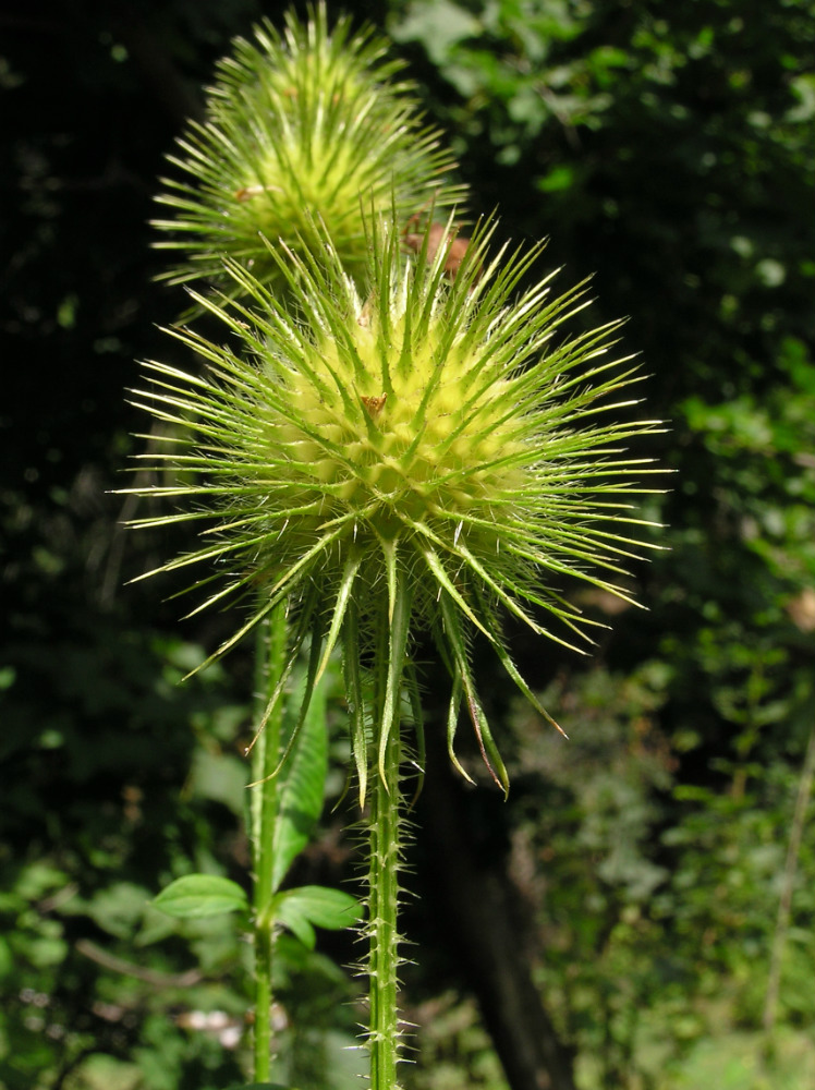 Image of Dipsacus strigosus specimen.