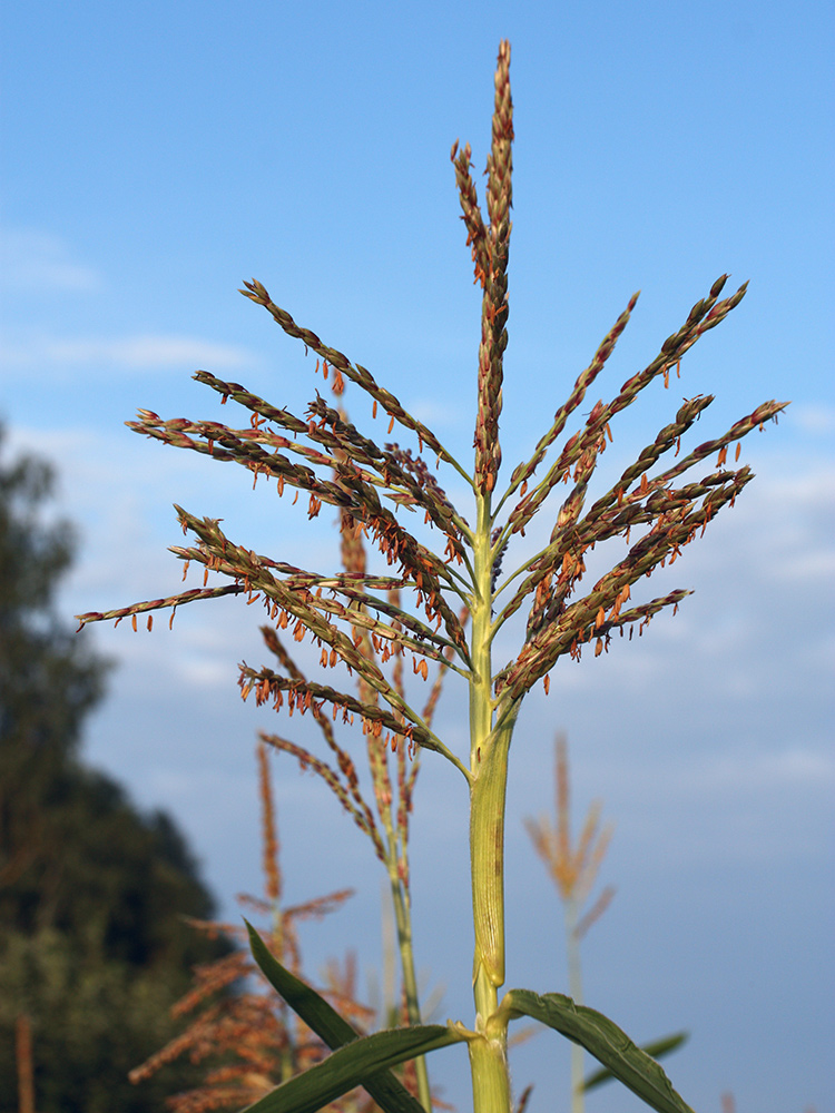 Изображение особи Zea mays.