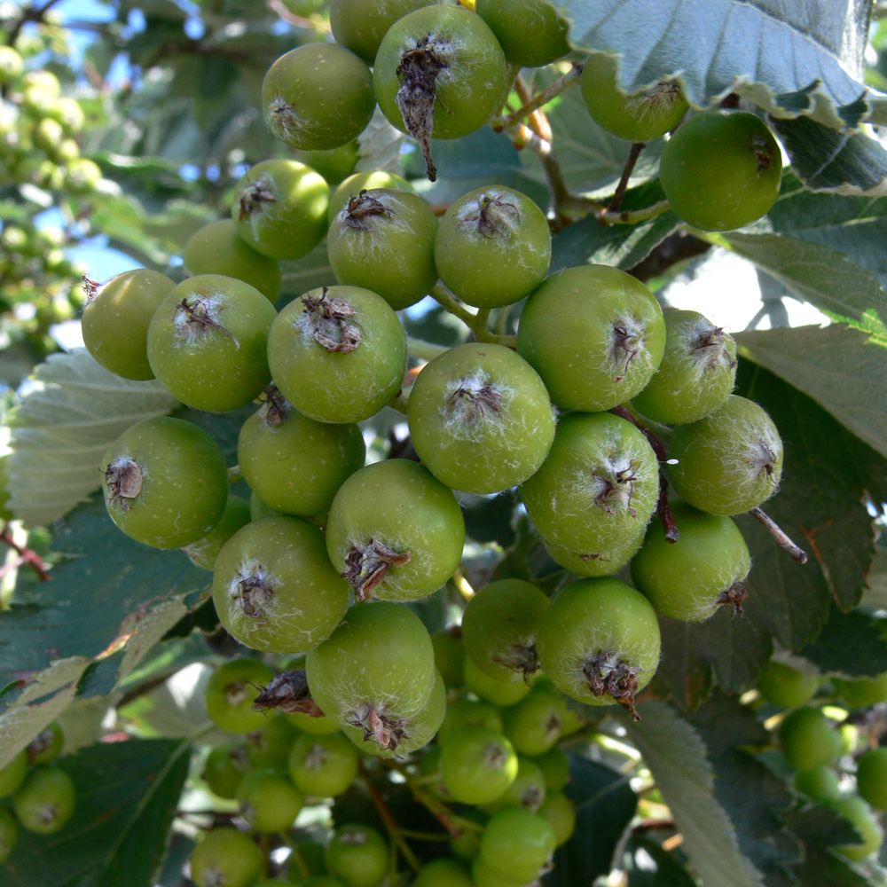 Изображение особи род Sorbus.