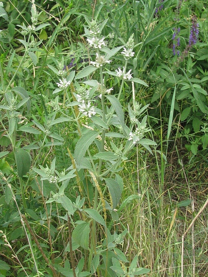 Изображение особи Marrubium praecox.