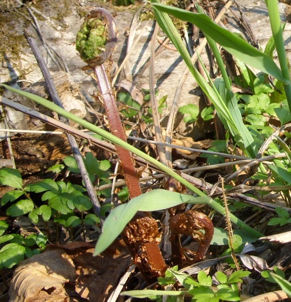 Image of genus Athyrium specimen.