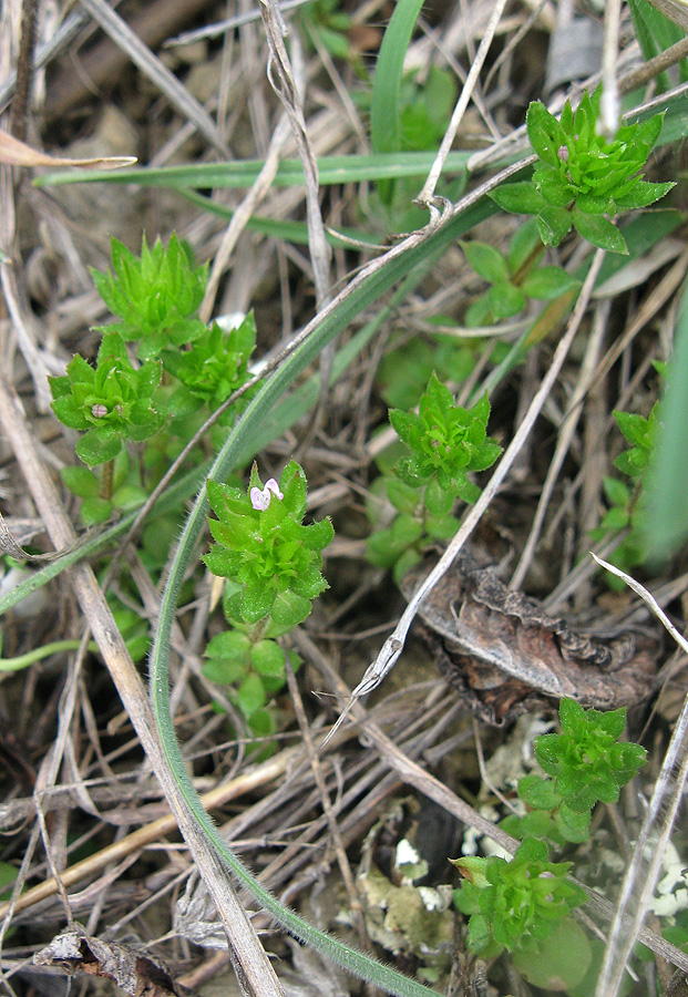 Image of Sherardia arvensis specimen.