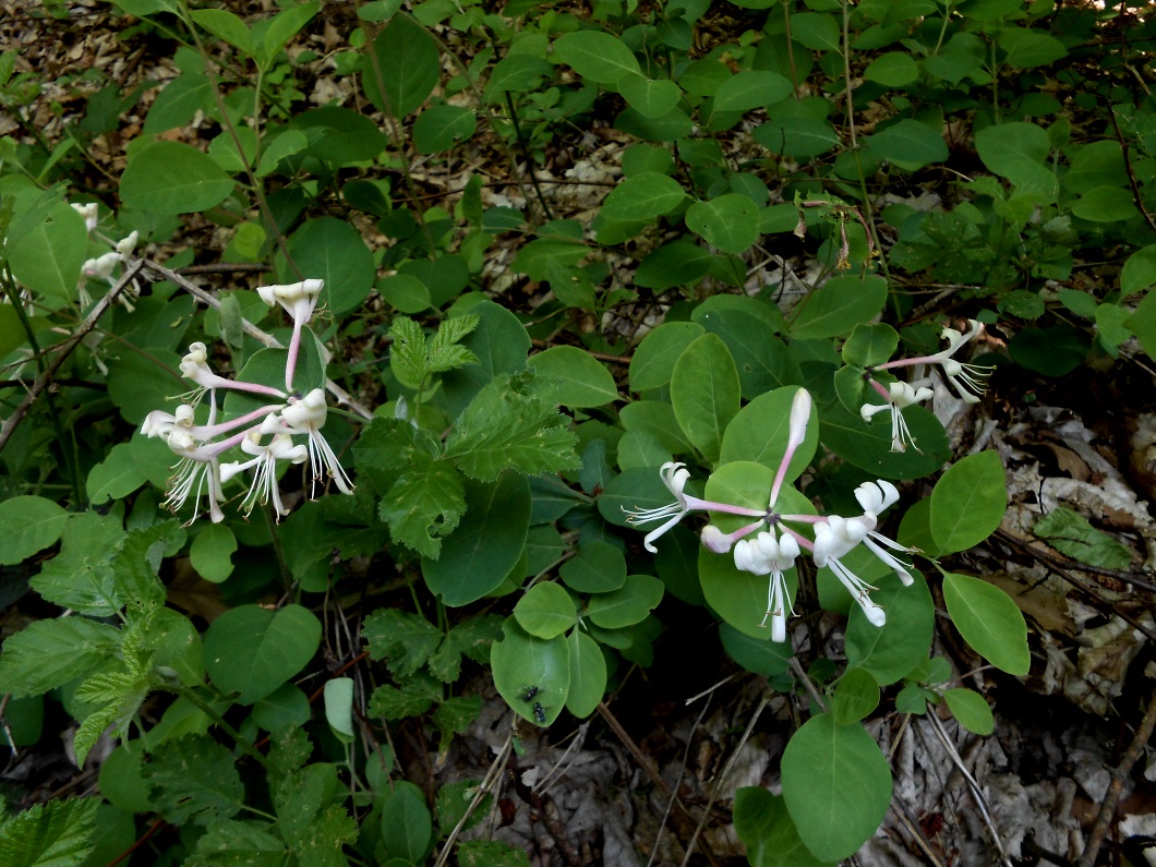 Image of Lonicera caprifolium specimen.