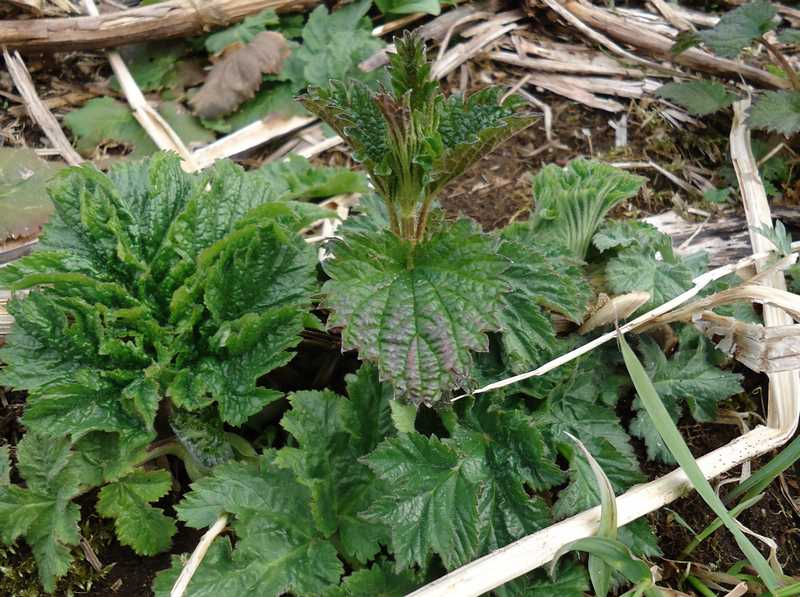 Image of Urtica platyphylla specimen.