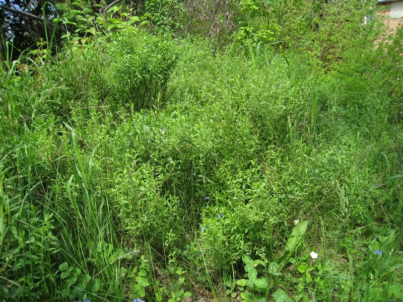 Image of Genista tinctoria specimen.