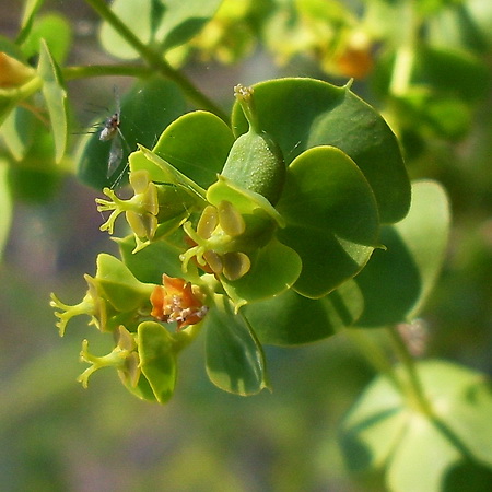 Image of Euphorbia seguieriana specimen.