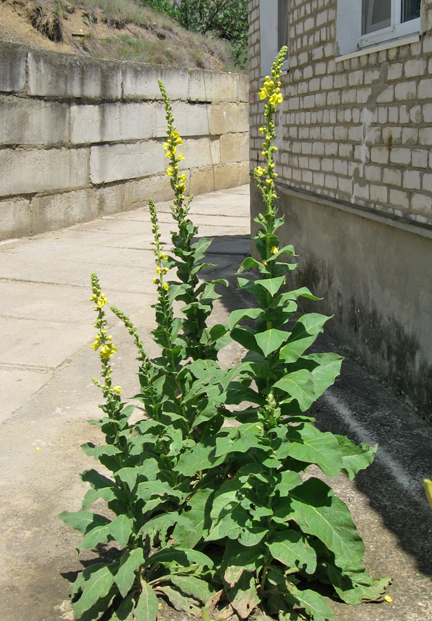 Изображение особи Verbascum phlomoides.