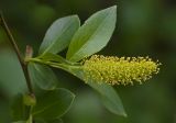 Salix pentandra