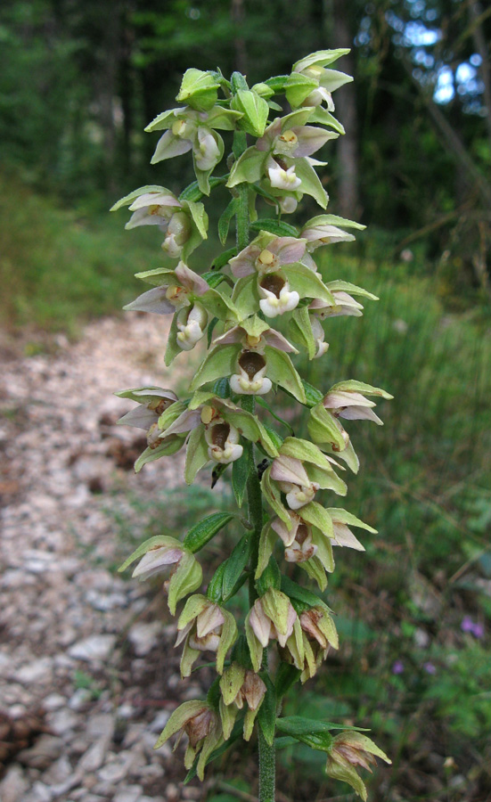 Изображение особи Epipactis helleborine.