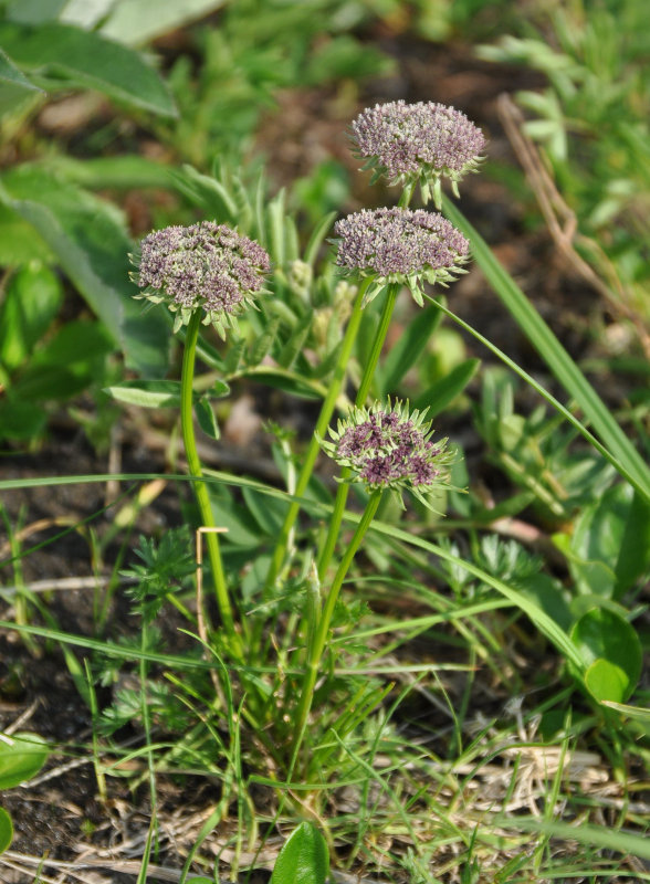 Изображение особи Pachypleurum alpinum.