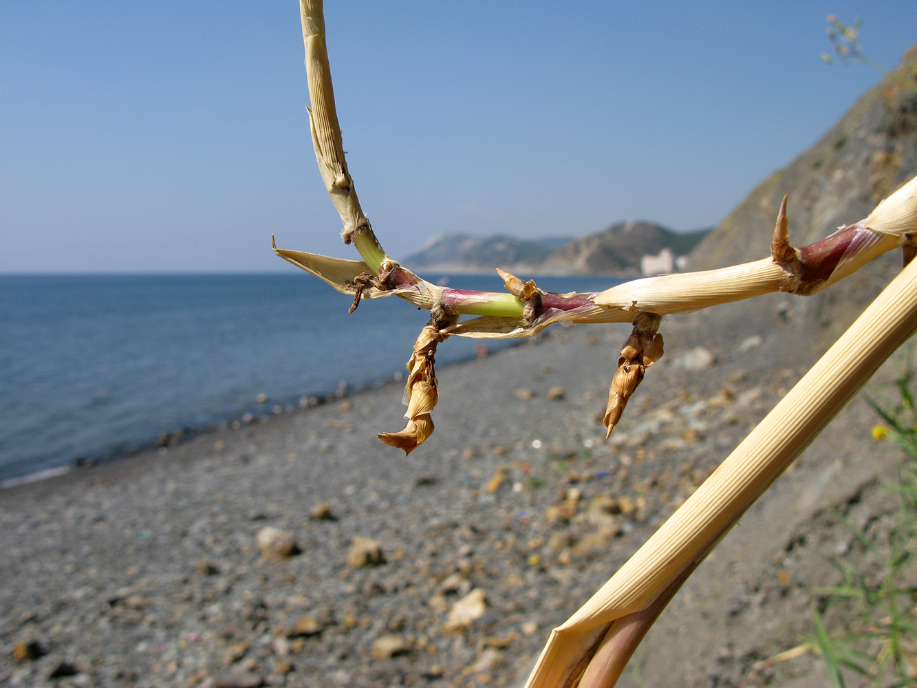 Image of Phragmites australis specimen.