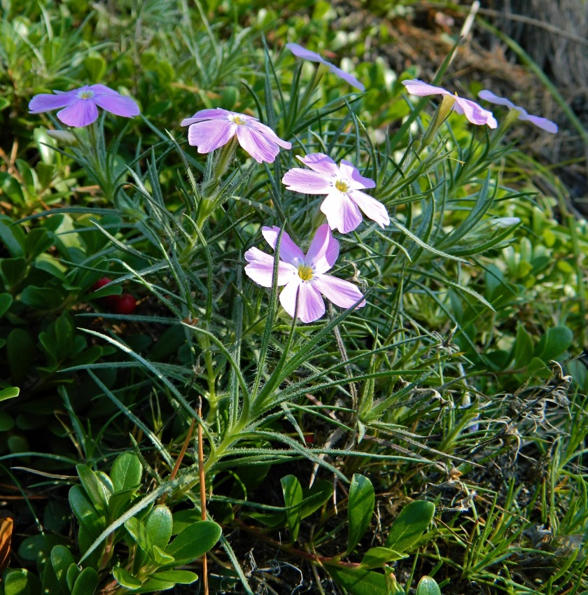 Image of Phlox sibirica specimen.