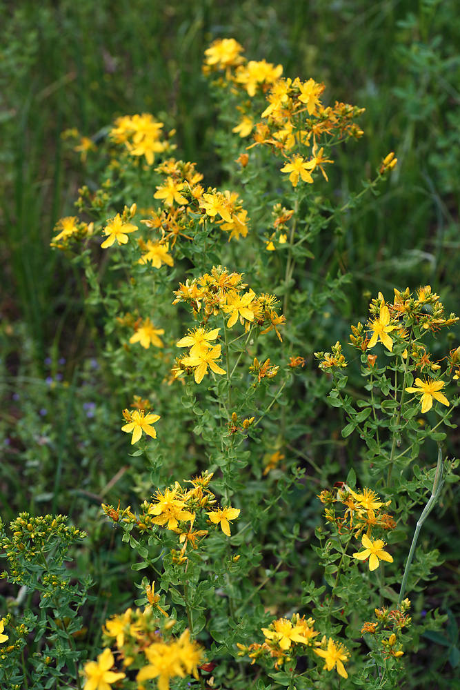 Изображение особи Hypericum perforatum.