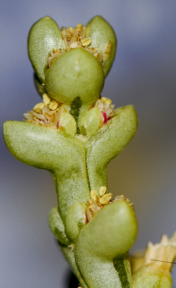 Image of Anabasis setifera specimen.