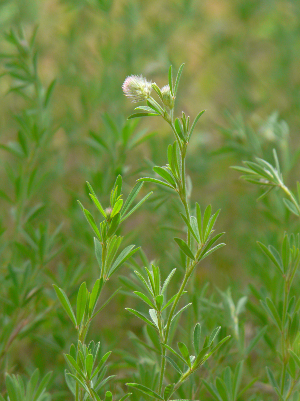 Image of Trifolium arvense specimen.