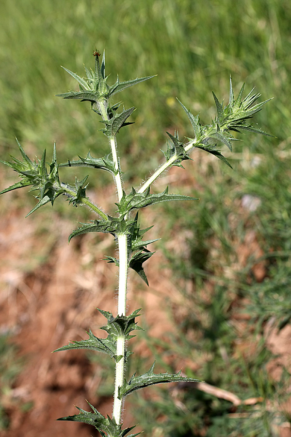 Image of Carthamus &times; turkestanicus specimen.