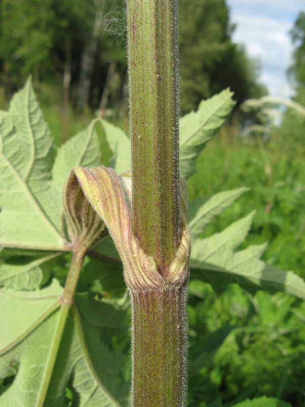 Image of Heracleum dissectum specimen.