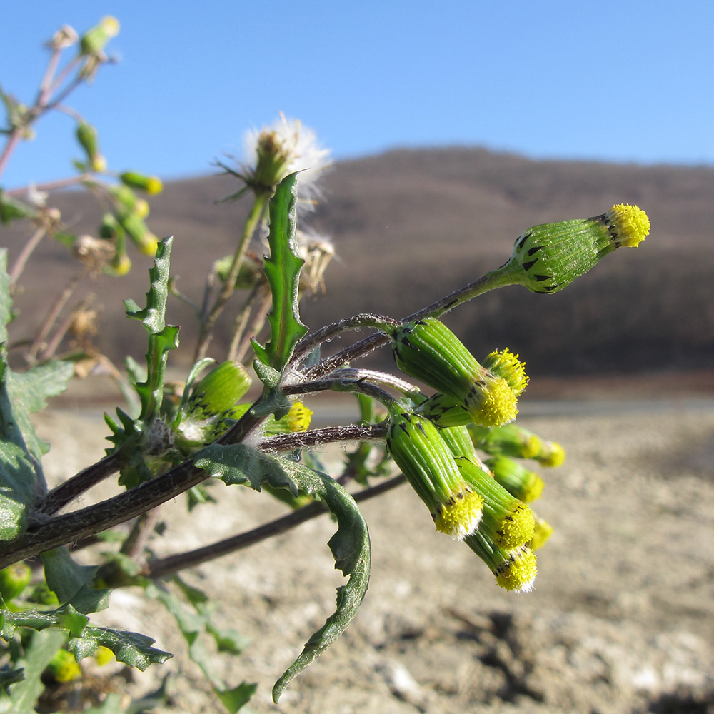 Изображение особи Senecio vulgaris.