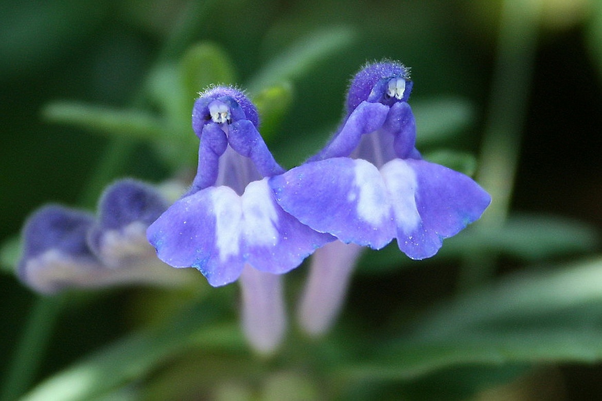 Image of Scutellaria galericulata specimen.