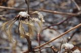 Clematis fusca. Плод. Приморский край, Уссурийский гор. округ, окр. с. Монакино, опушка леса. 21.03.2014.