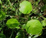 Hydrocotyle vulgaris